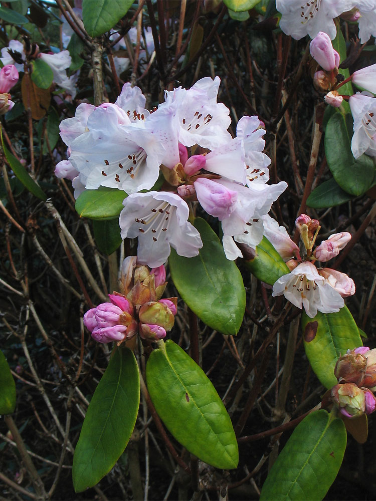 Image of Rhododendron campanulatum specimen.