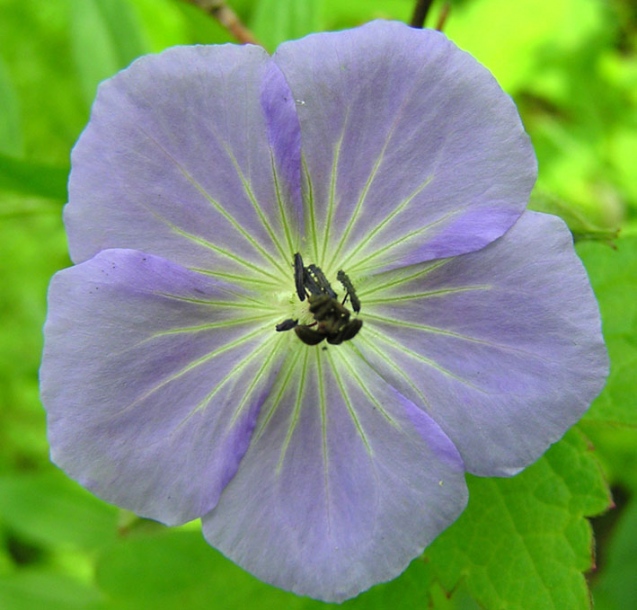 Image of Geranium platyanthum specimen.