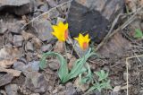 Tulipa ferganica