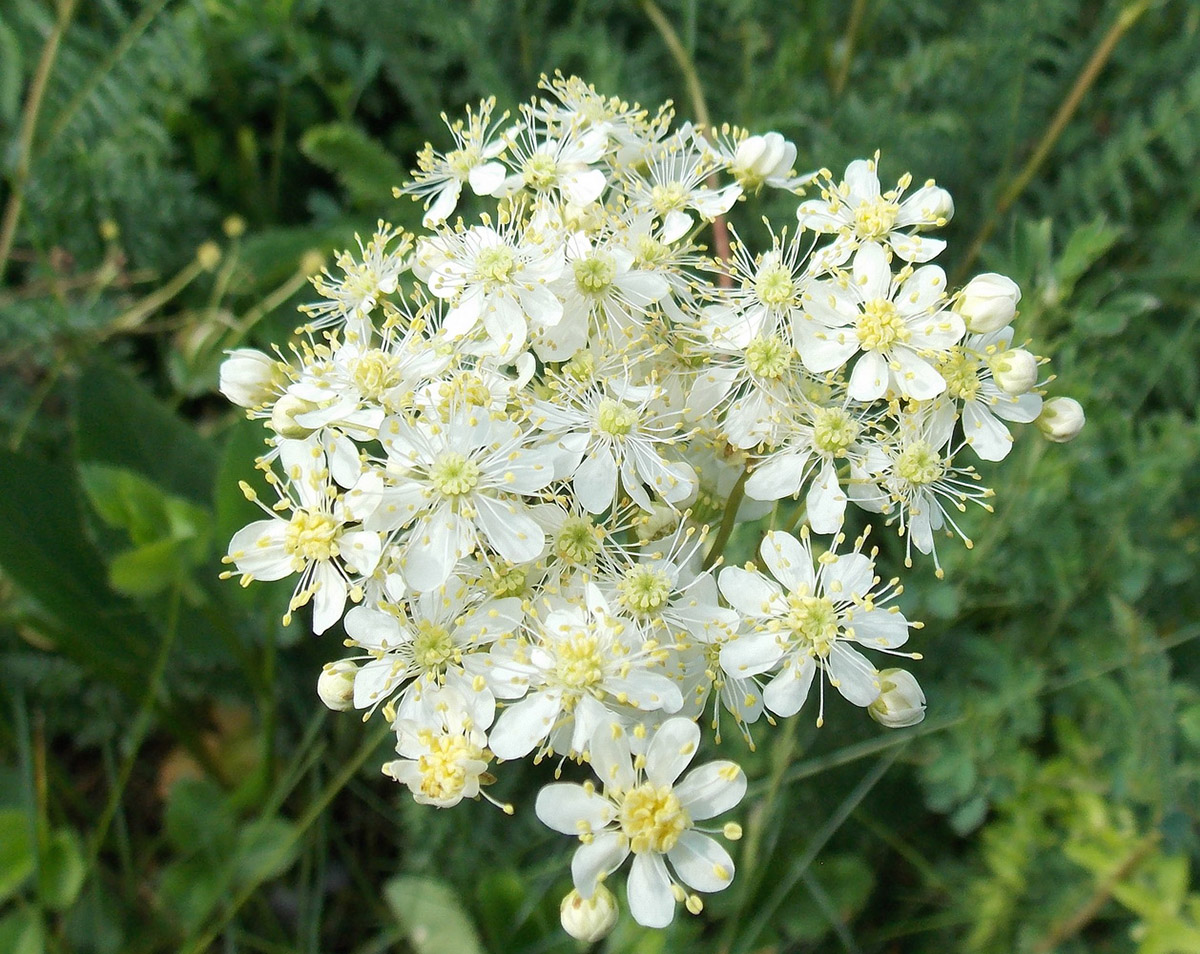 Image of Filipendula vulgaris specimen.