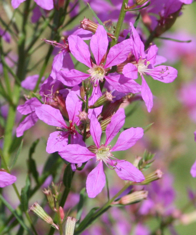 Image of Lythrum virgatum specimen.