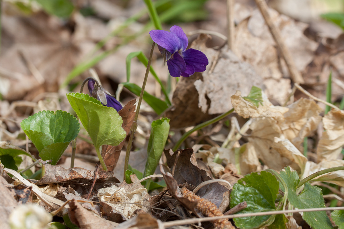 Изображение особи Viola odorata.