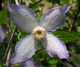 Atragene ochotensis