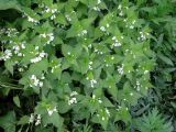 Lamium album