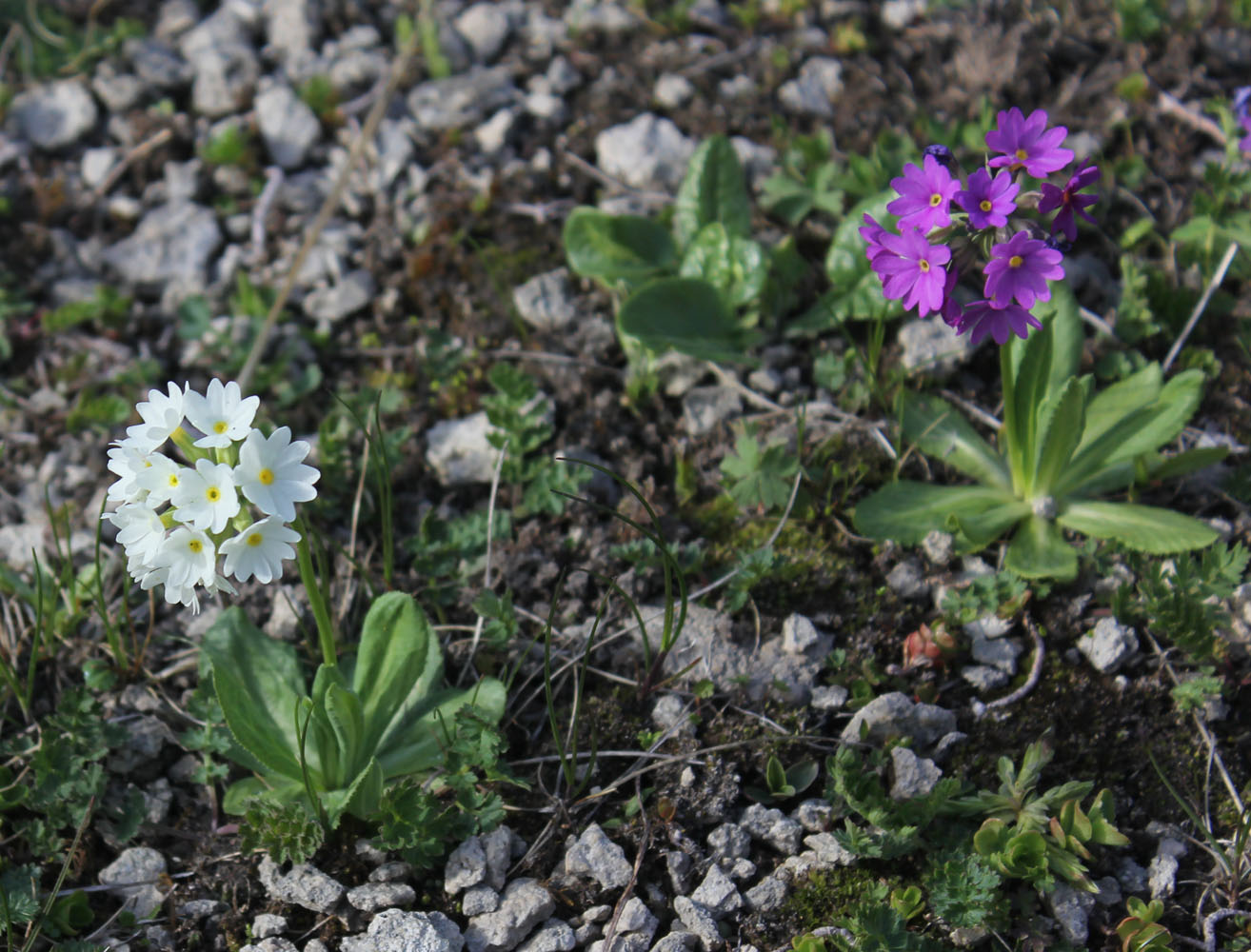 Image of Primula algida specimen.