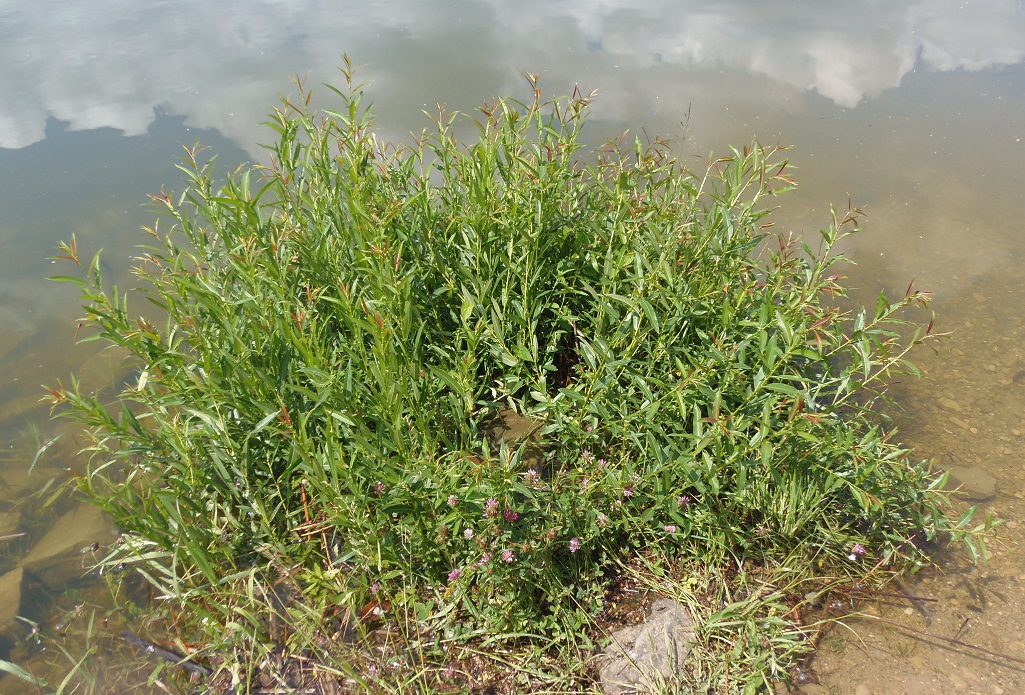 Image of Salix triandra specimen.