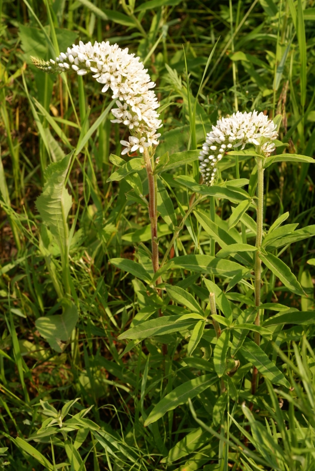 Image of Lysimachia barystachys specimen.