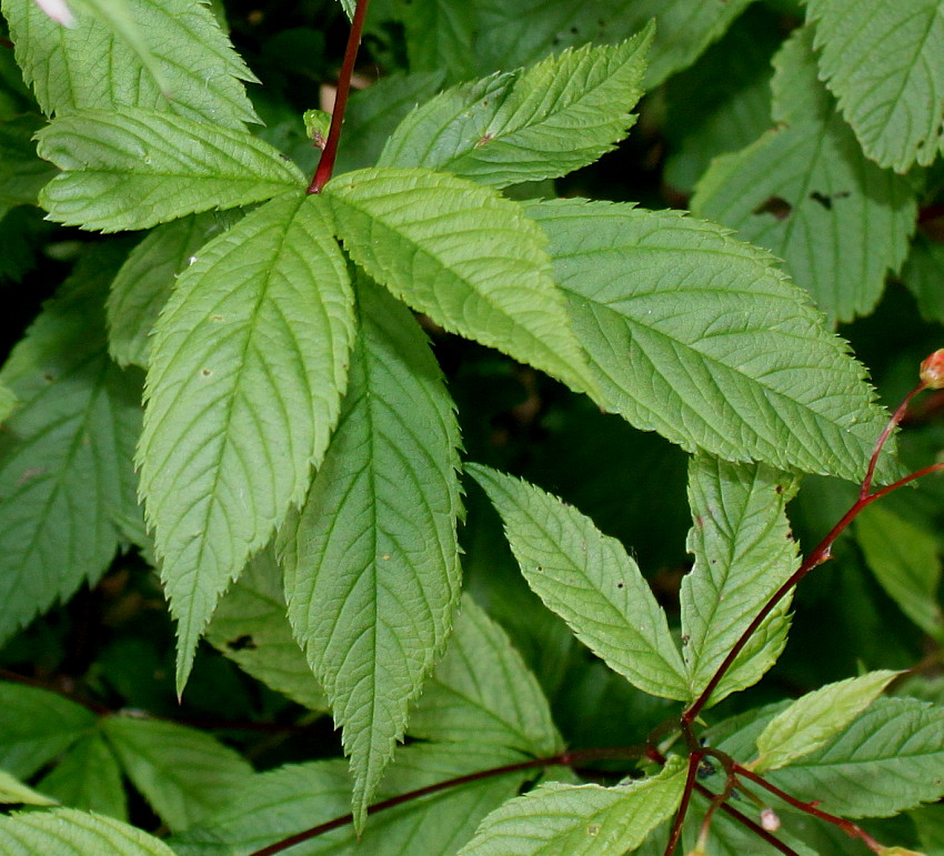 Image of Gillenia trifoliata specimen.