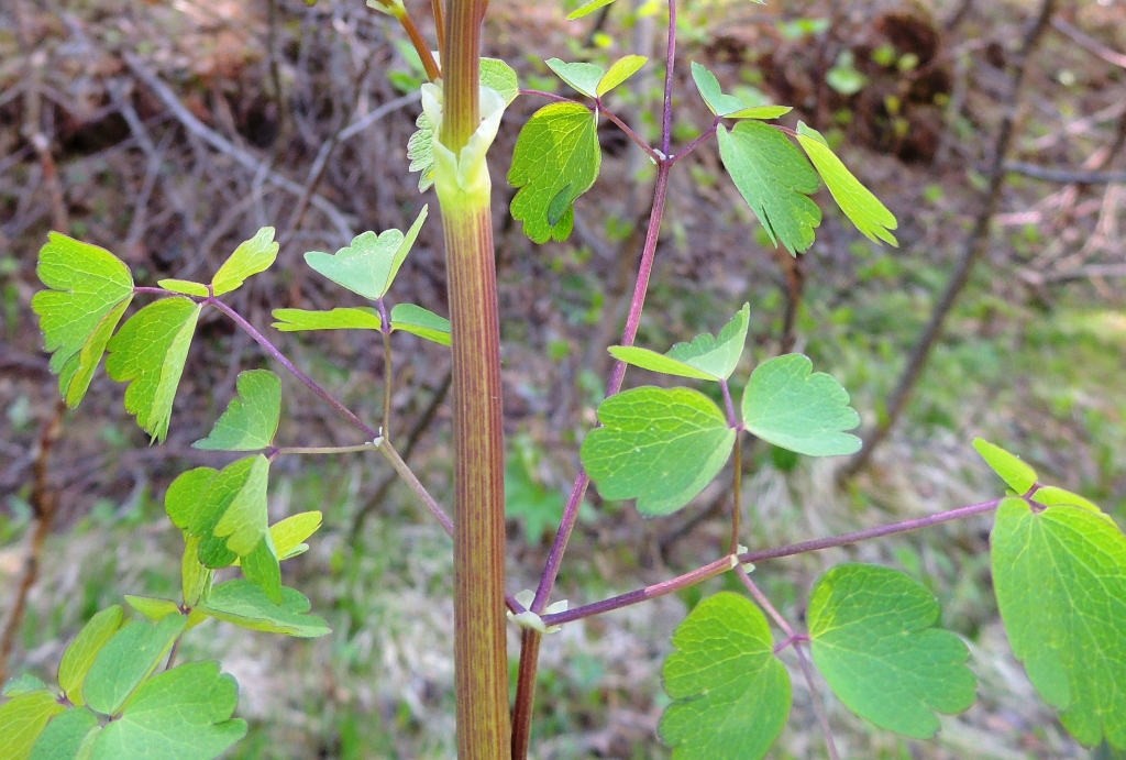 Image of Thalictrum contortum specimen.