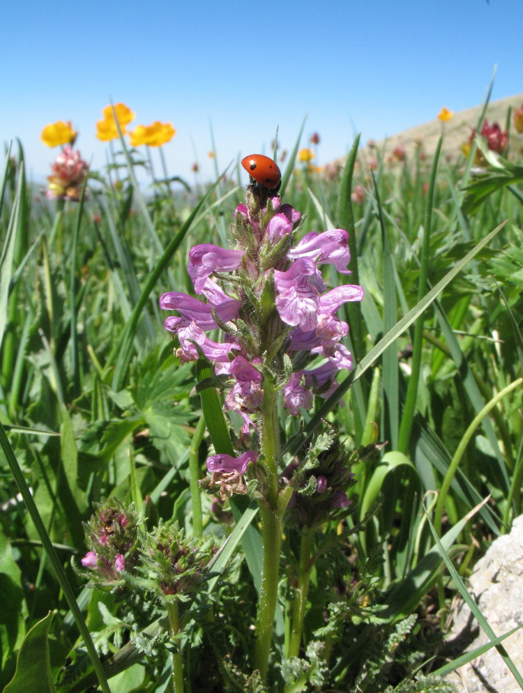 Изображение особи Pedicularis korolkowii.