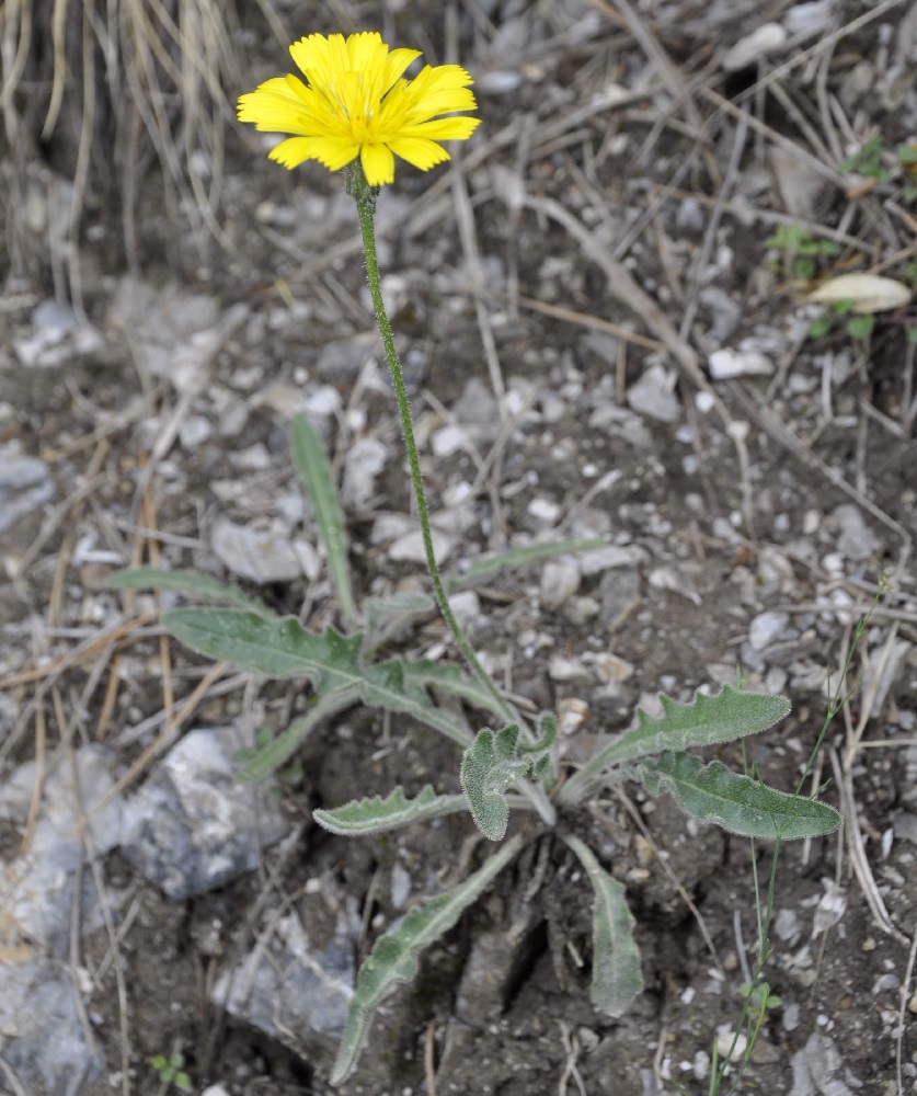 Изображение особи Leontodon biscutellifolius.