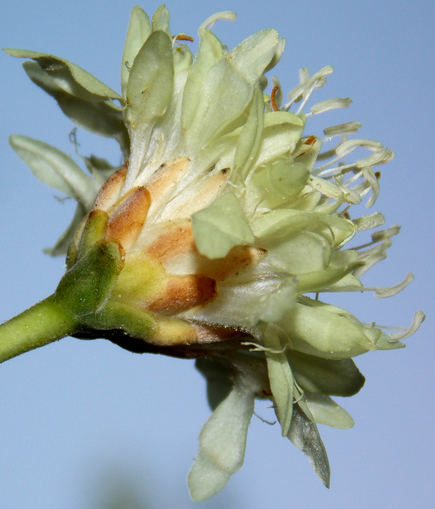 Изображение особи Cephalaria uralensis.