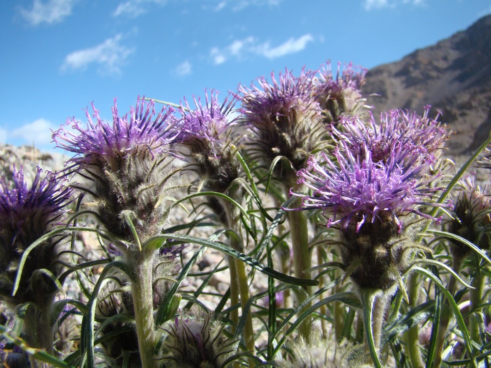 Image of Saussurea schanginiana specimen.