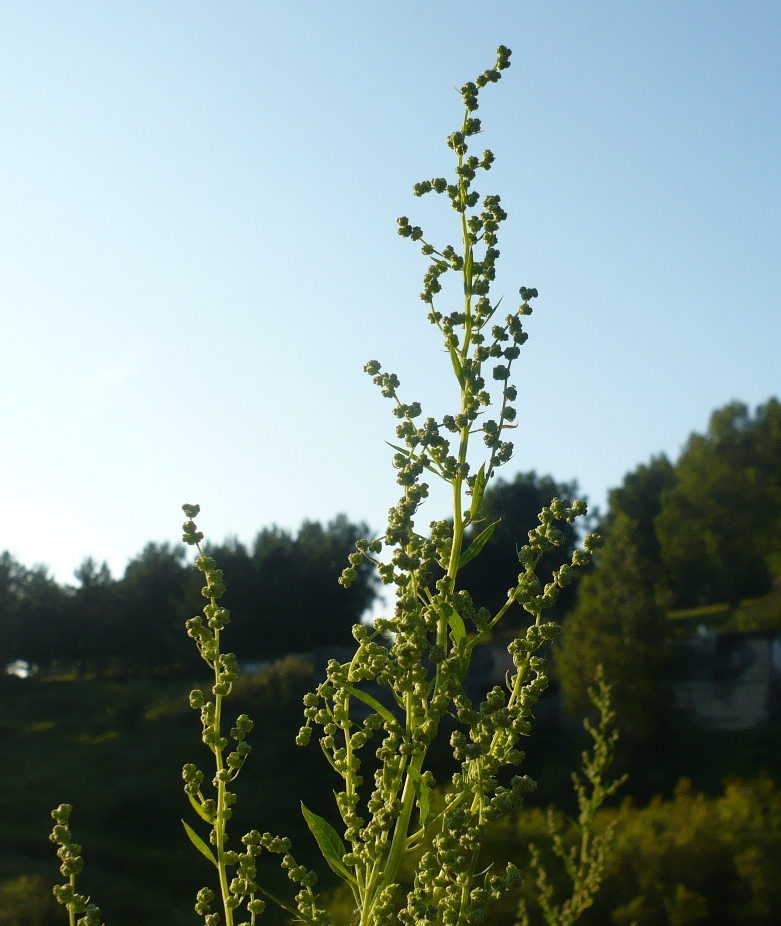 Изображение особи Chenopodium album.