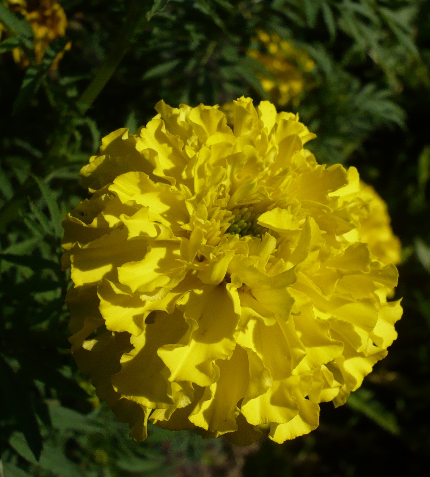 Изображение особи Tagetes erecta.