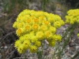 Helichrysum maracandicum. Соцветие. Казахстан, Жамбылская обл., предгорья Таласского Алатау, каньон Коксай, 1700 м н.у.м. 14 июня 2012 г.