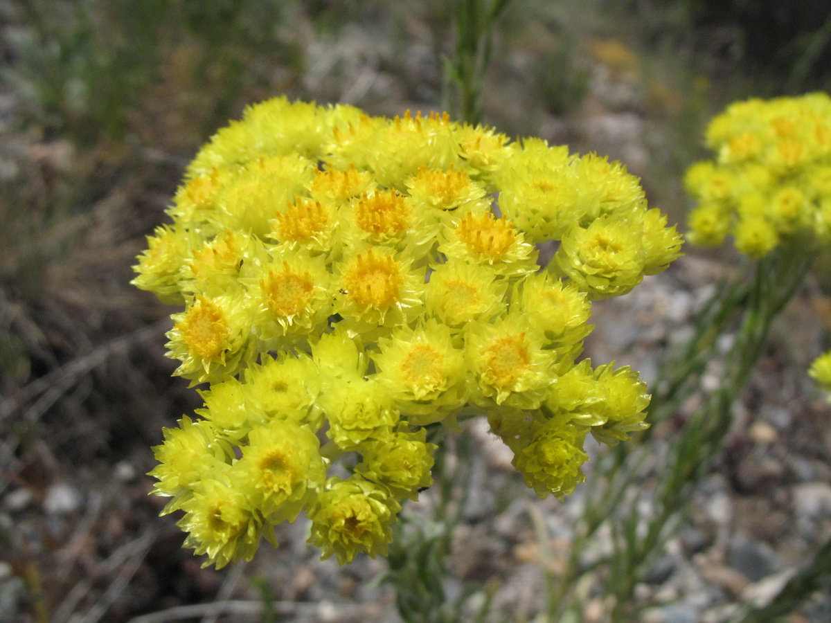 Изображение особи Helichrysum maracandicum.