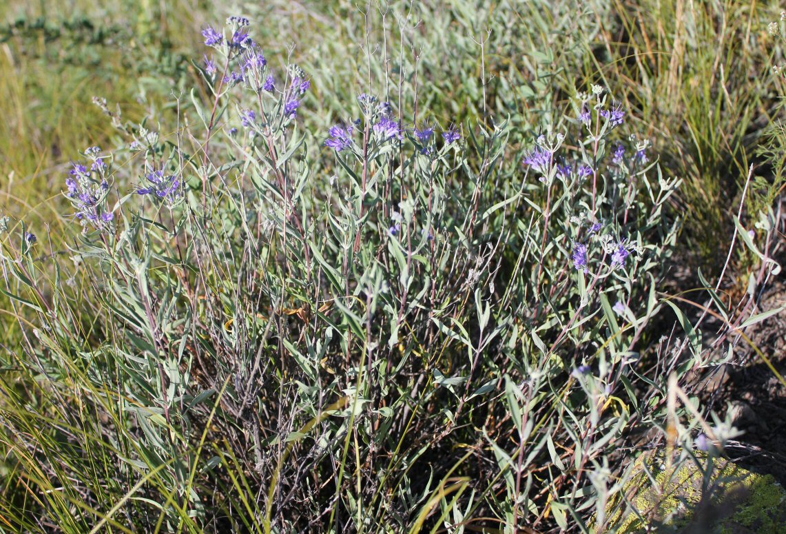 Изображение особи Caryopteris mongholica.