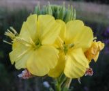 Image of taxon representative. Author is Ирина Пескова