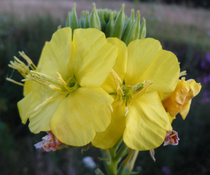 Image of Oenothera biennis specimen.