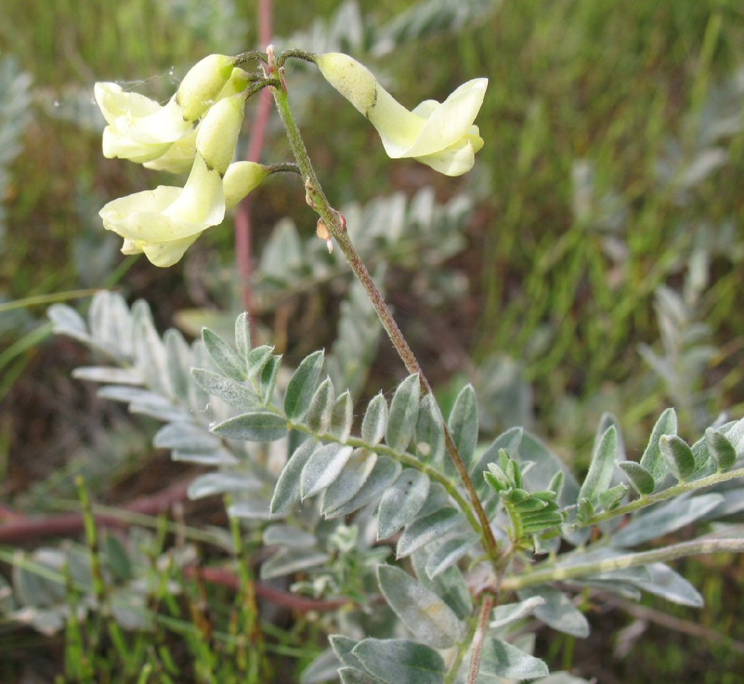 Изображение особи Astragalus sericeocanus.