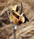 genus Iris. Сухой вскрывшийся плод с семенами. Амурская обл., в ~ 30 км севернее Благовещенска, заболоченное понижение между полями сои. 06.10.2014.