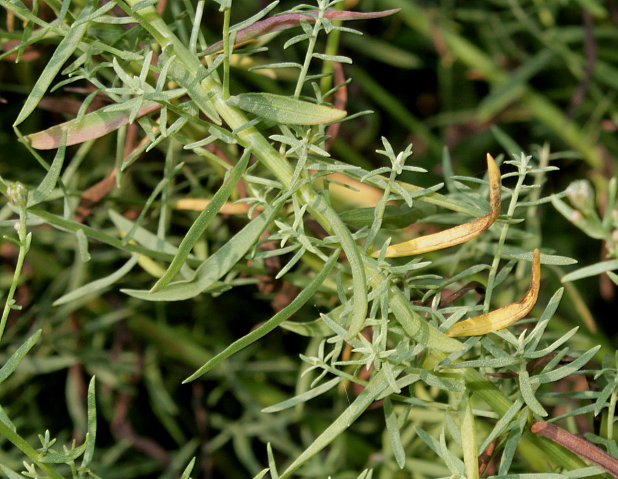 Image of Galatella punctata specimen.