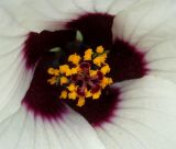 Hibiscus trionum. Средняя часть цветка. Германия, г. Крефельд, Ботанический сад. 06.09.2014.