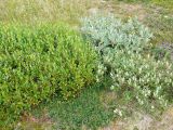 род Salix. Аспект растений четырёх видов (на переднем плане Salix reticulata, слева S. phylicifolia, справа - S. glauca, позади - S. lanata). Кольский п-ов, Восточный Мурман, окр. пос. Дальние Зеленцы, седловина на вершине Пограничной сопки. 03.08.2009.