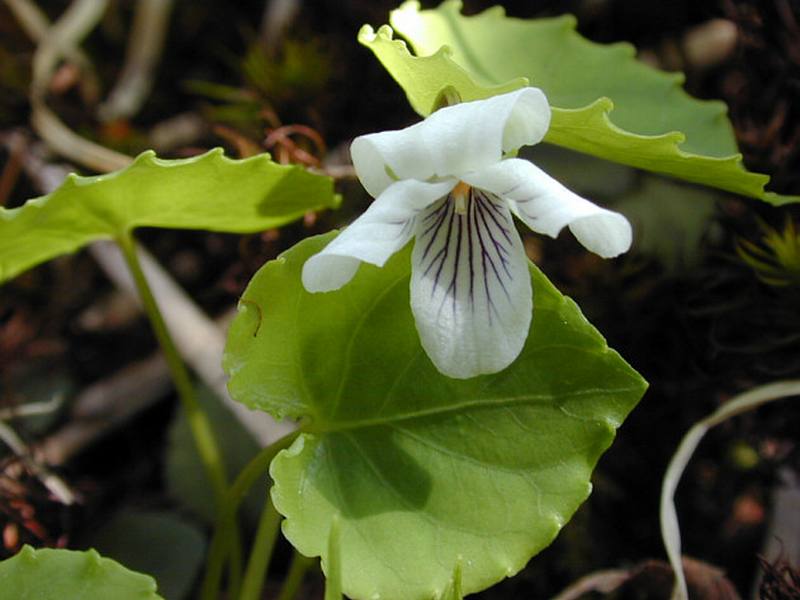 Изображение особи Viola hultenii.