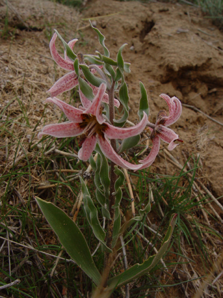 Изображение особи Rhinopetalum karelinii.