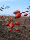 Rosa corymbifera var. setoso-pedicellata