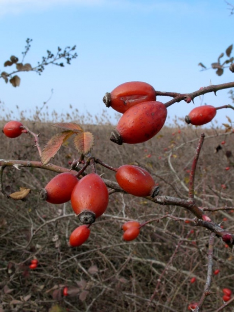 Изображение особи Rosa corymbifera var. setoso-pedicellata.