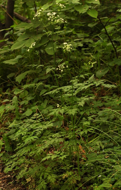 Изображение особи Anthriscus sylvestris.