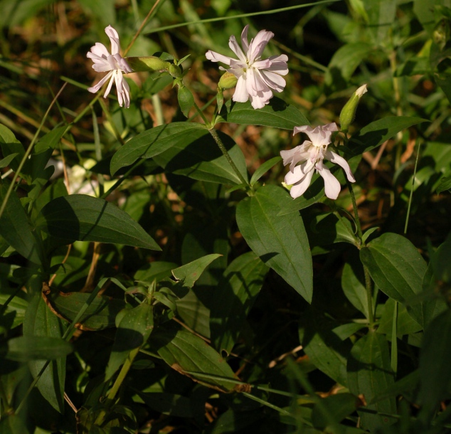 Image of Saponaria officinalis f. pleniflora specimen.