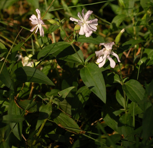 Изображение особи Saponaria officinalis f. pleniflora.