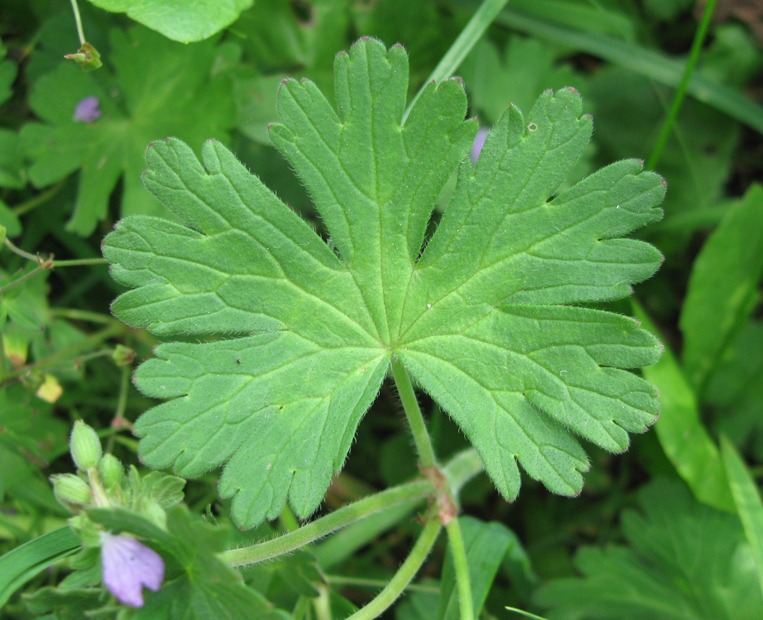 Изображение особи Geranium pyrenaicum.