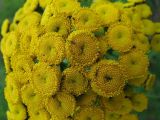 Tanacetum boreale