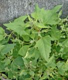 Atriplex glabriuscula