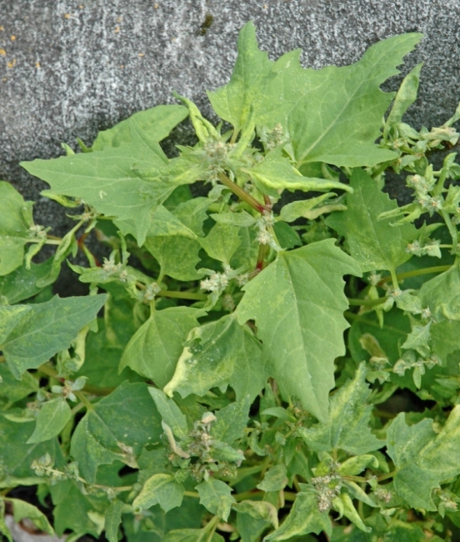 Image of Atriplex glabriuscula specimen.