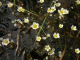 Ranunculus trichophyllus