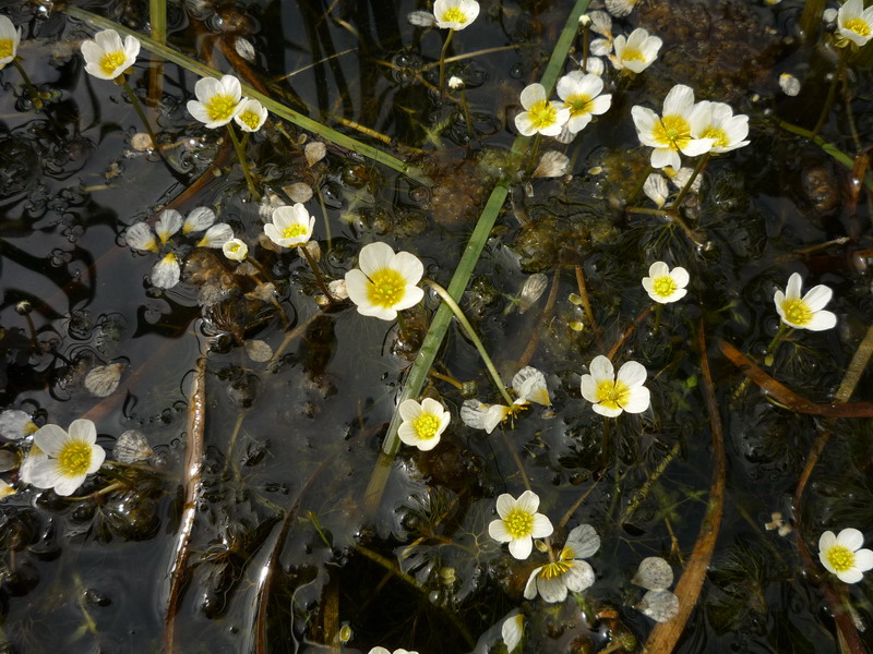 Image of Ranunculus trichophyllus specimen.