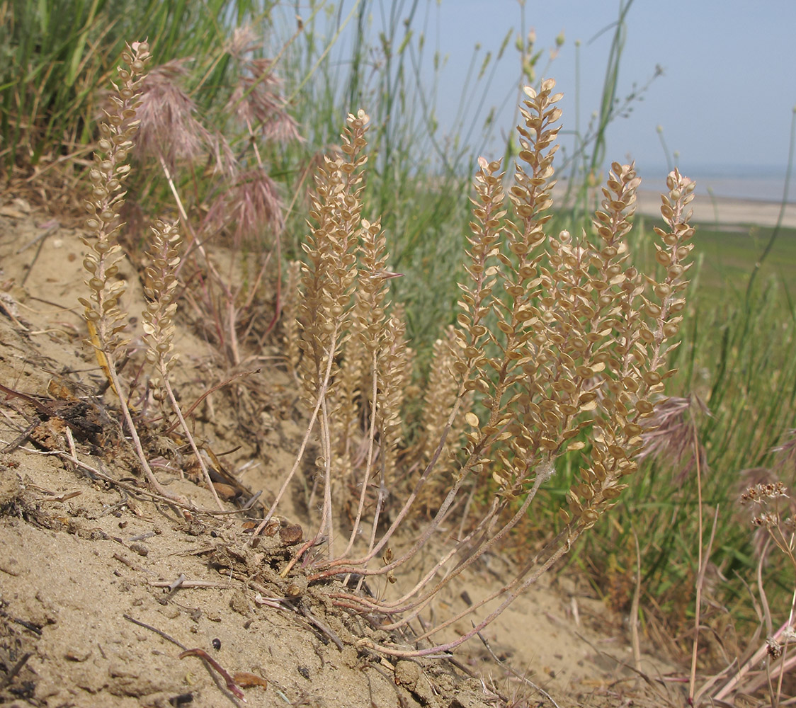 Изображение особи Alyssum turkestanicum var. desertorum.