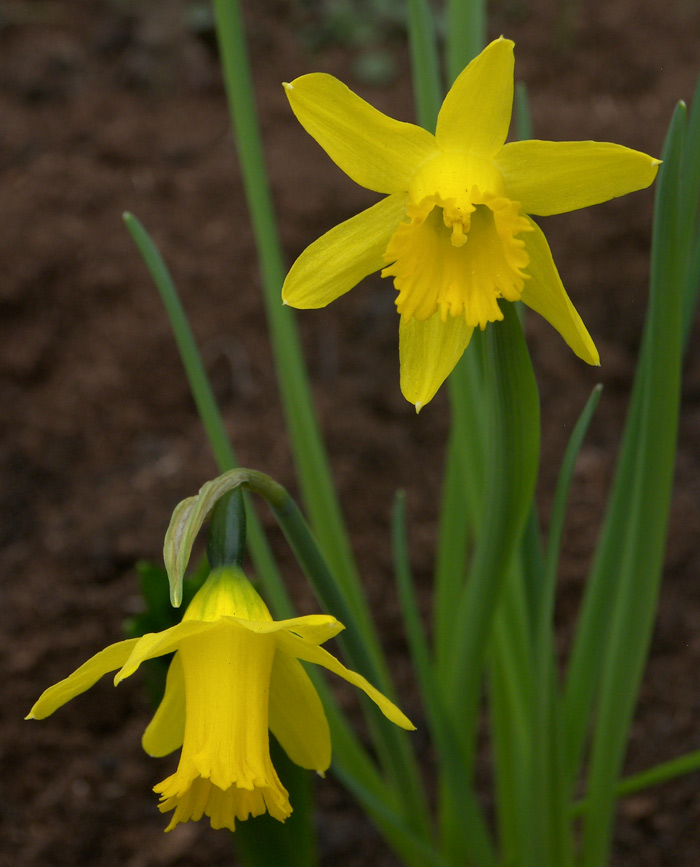 Image of Narcissus munozii-garmendiae specimen.