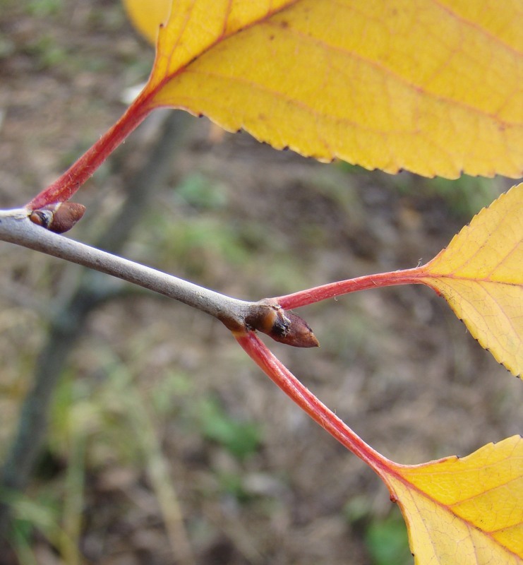 Image of genus Cerasus specimen.