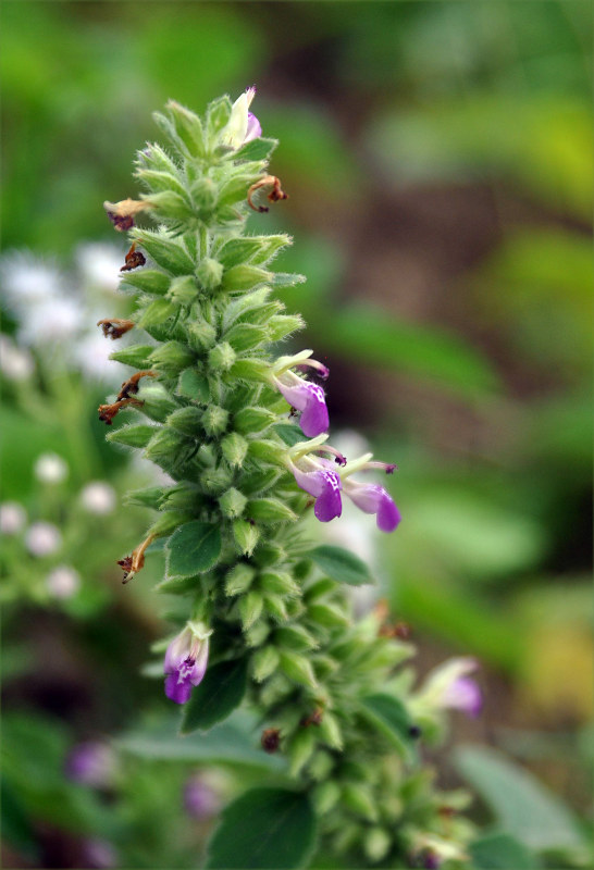 Image of Anisomeles indica specimen.