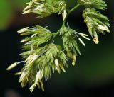 Dactylis glomerata. Соцветия. Московская обл., Раменский р-н, окр. ж.-д. платформы Хрипань, просека под ЛЭП. 16.06.2015.