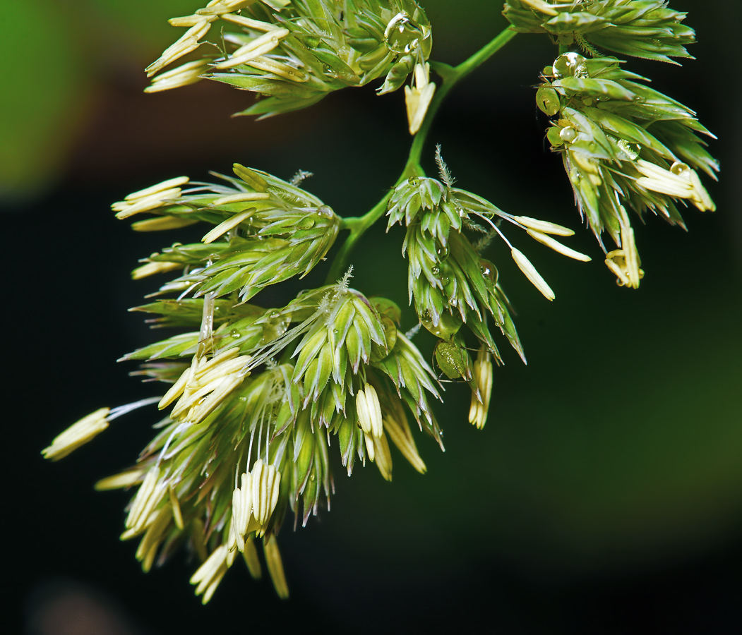 Image of Dactylis glomerata specimen.