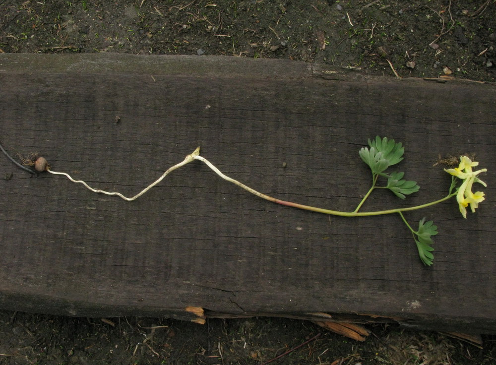 Изображение особи Corydalis bombylina.