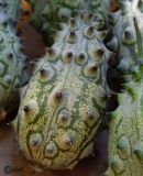 Cucumis metulifer